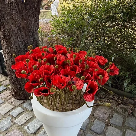 בית נופש L'atelier Au Jardin שטרסבורג